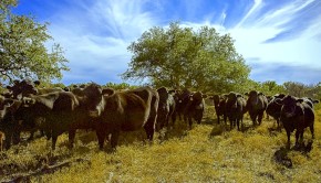 Rocky Waters Ranch 935 County Road 207, Hico - Briggs Freeman Sotheby's luxury ranch land for sale in Dallas Fort Worth 1