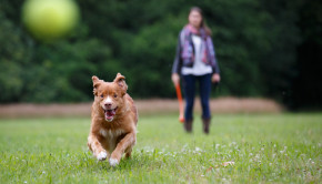 The Best Dog Parks in Dallas 1