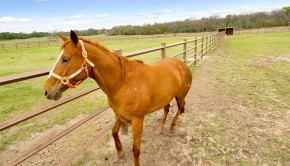 155 Kortney Drive in Hudson Oaks, a Briggs Freeman Sotheby's luxury ranch home for sale in Dallas-Fort Worth - horse