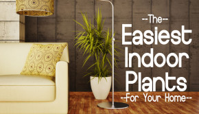 Easy Indoor Plants Add Green Beauty to Your Home - Best Indoor Plants - Gardening Tips - Feature Photo