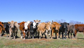 Veldman Ranch, 9861 NW CR 1260 in Corsicana - Briggs Freeman Sotheby's luxury ranch home for sale in Dallas Fort Worth - cows