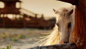 Equestrian Dream Homes- Luxury Horse Ranches Around the World - shutterstock_110205716