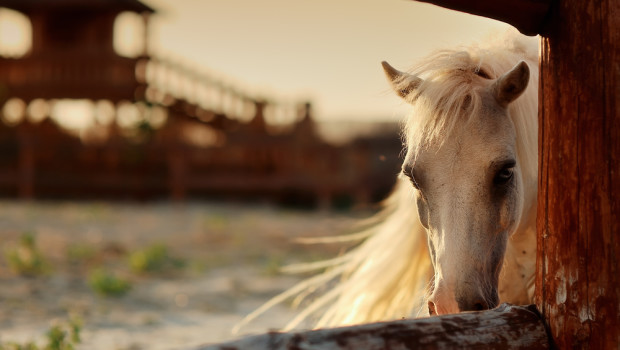 Equestrian Dream Homes- Luxury Horse Ranches Around the World - shutterstock_110205716