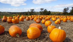 Get Ready for Boo and the Zoo! - shutterstock_114344893