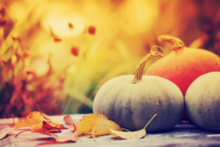 Thanksgiving stilllife - shutterstock_226236088