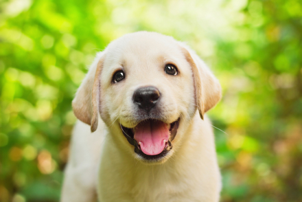 Cute puppy - shutterstock_100765450