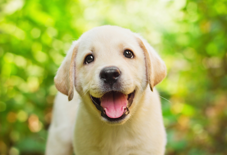 Cute puppy - shutterstock_100765450