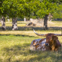 Moon River Ranch 0 417A , Satin, Briggs Freeman Sotheby's luxury home for sale in Dallas Fort Worth-cattle