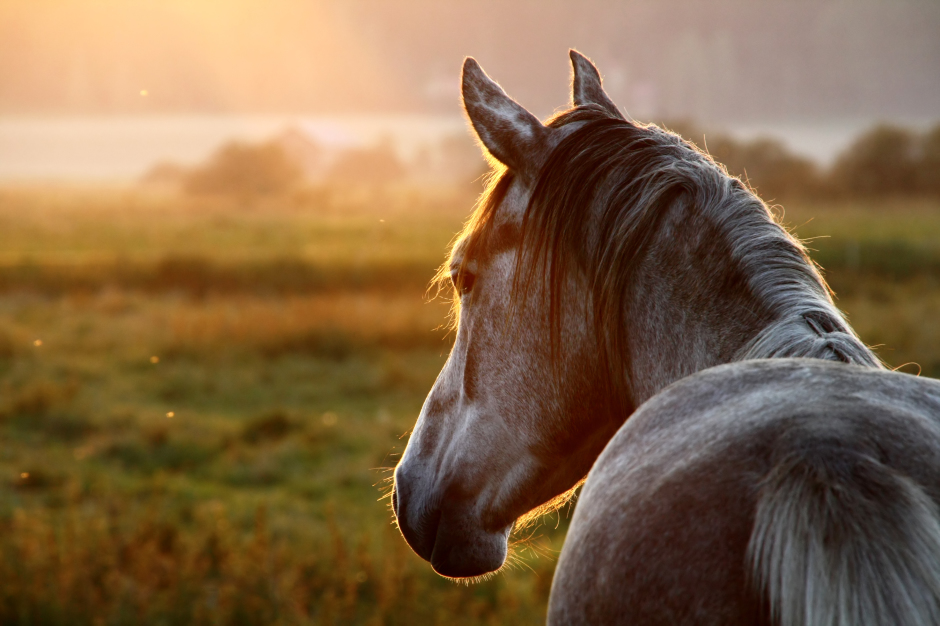 horses - shutterstock_216424180