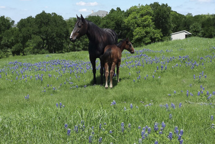 1000 Sugar Ridge Road 75152, Palmer, Brenda Moerschell, Briggs Freeman Sotheby's luxury home for sale in Dallas Fort Worth-horses
