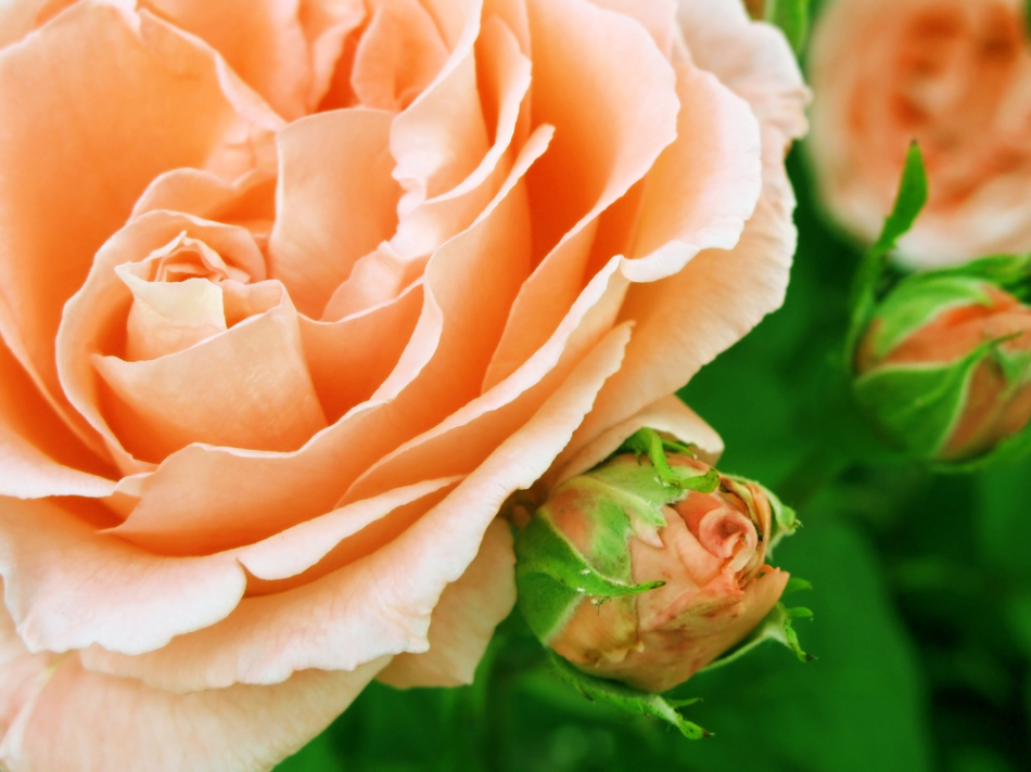 rose shutterstock_242778100