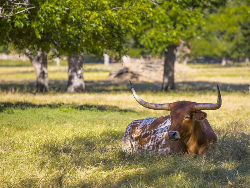Moon River Ranch 0 417A , Satin, Briggs Freeman Sotheby's luxury home for sale in Dallas Fort Worth-cattle