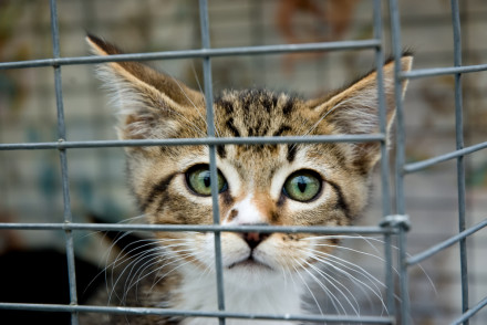 Kitten in cage - shutterstock_16683856