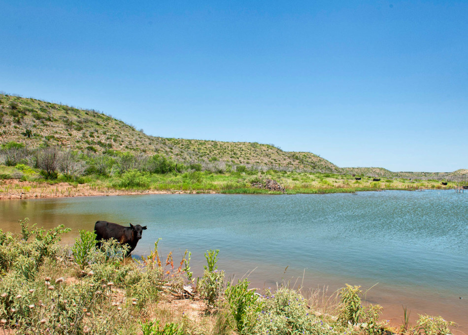 Old Glory Ranch, 0 CR 235 79540, Dax Pass, Briggs Freeman Sotheby's luxury homes for sale in Old Glory-cow